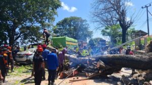 Pohon Besar Tumbang di Ahmad Yani Parepare, Tim BPBD, Polisi dan Warga Bergerak Cepat Lakukan Evakuasi